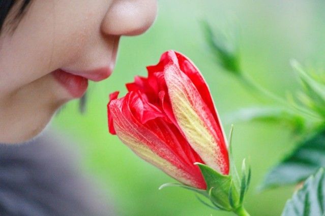 10 fakta om nese og lukt
