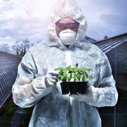 10 фактов о вреде ГМО