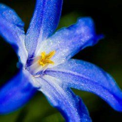 10 красивейших цветов – убийц