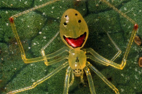 10 niezwykłych pająków