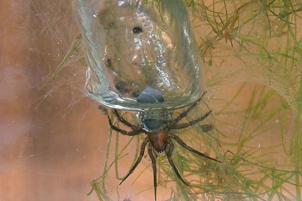 10 niezwykłych pająków