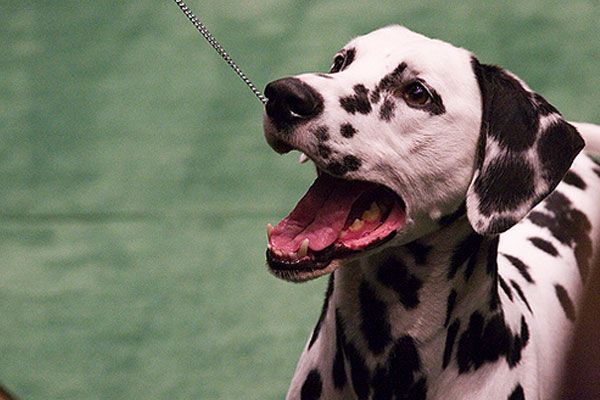 10 uventet farlige raser av hunder