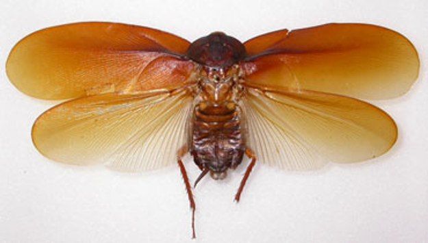 10 neuvěřitelných skutečností o švábů