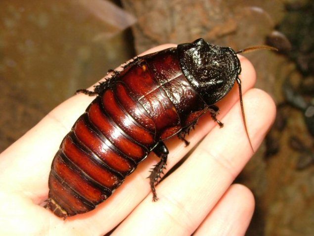 10 fantastiske fakta om kakerlakker