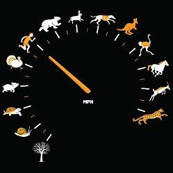 10 самых быстрых представителей животного мира