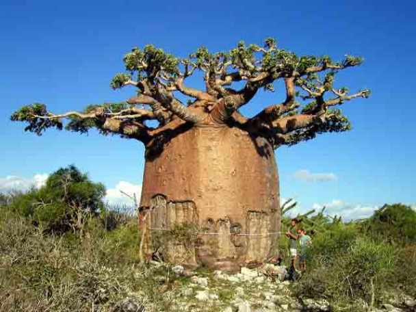 10 dintre cei mai fantani copaci din lume