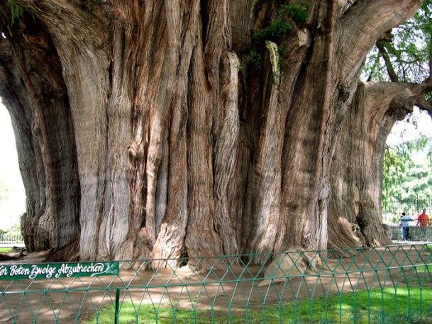10 av de mest fantastiske trærne i verden