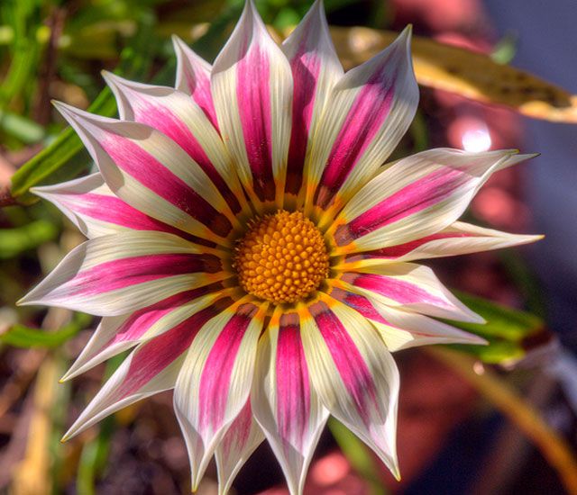 10 nejkrásnějších květin na světě