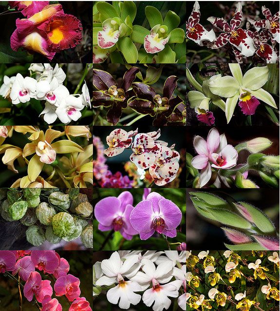 10 vakreste blomster i verden