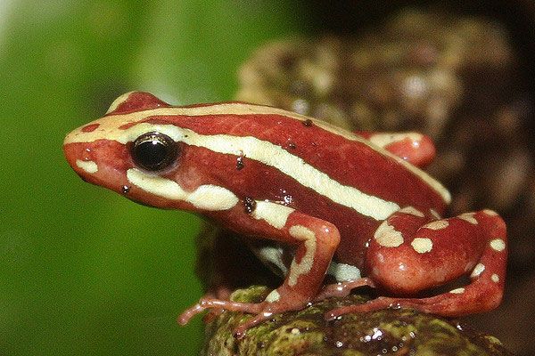 10 najpiękniejszych i najbardziej trujących żab
