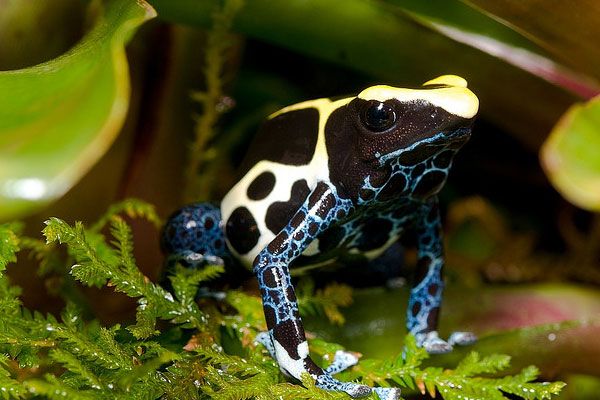 De 10 vakreste og giftige froskene
