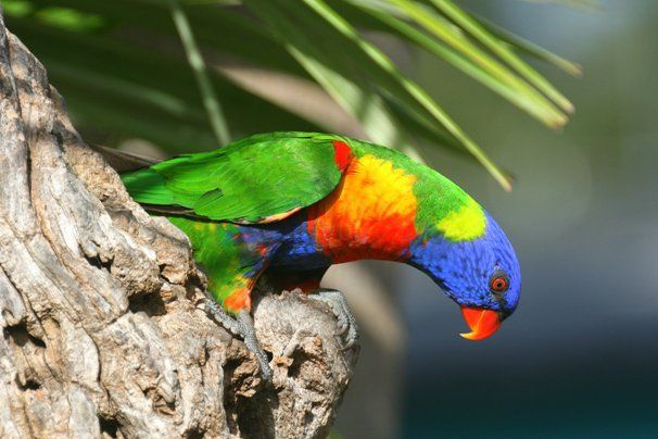 10 animais mais coloridos