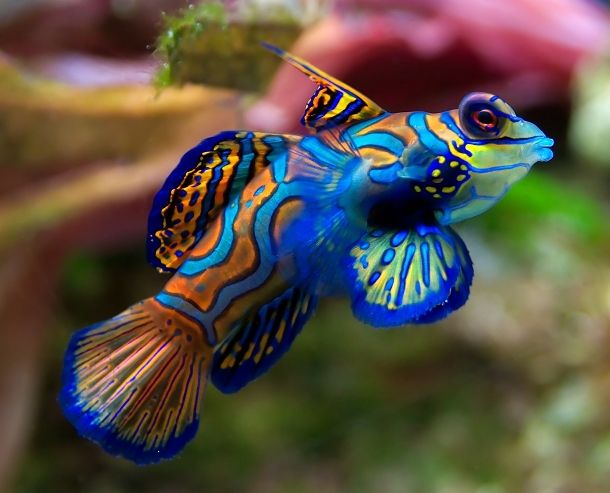 10 animale cele mai colorate