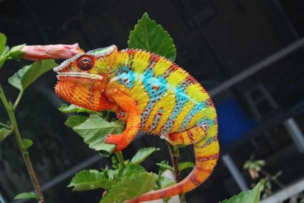 10 animale cele mai colorate