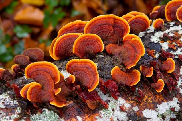 10 nejvíce neobvyklých hub