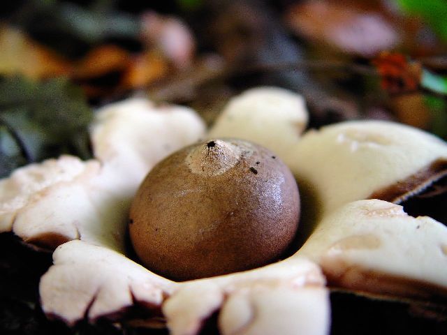 10 najbardziej niezwykłych grzybów