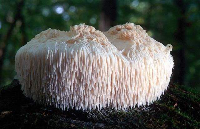 10 najbardziej niezwykłych grzybów