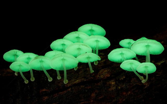 10 ungewöhnlichste Pilze
