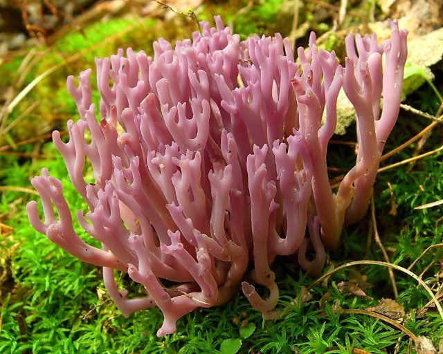 10 ungewöhnlichste Pilze