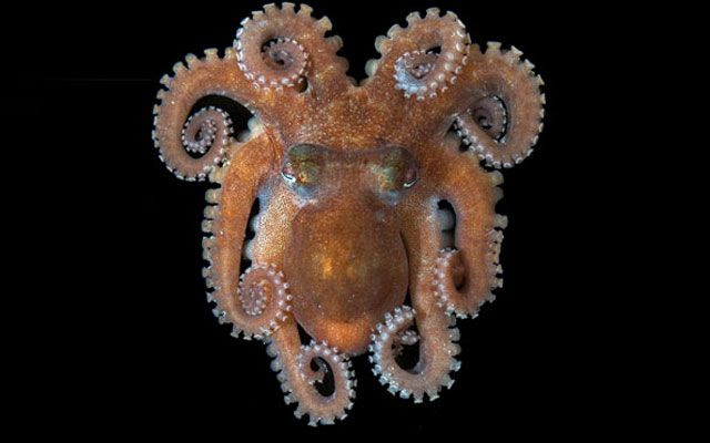 10 dos mais estranhos moluscos marinhos