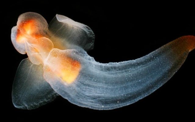 10 der seltsamsten Meeresweichtiere