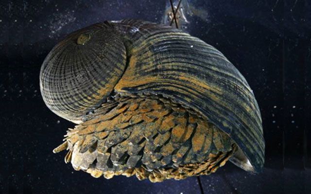 10 najdziwniejszych morskich mięczaków