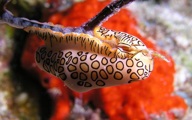 10 najdziwniejszych morskich mięczaków