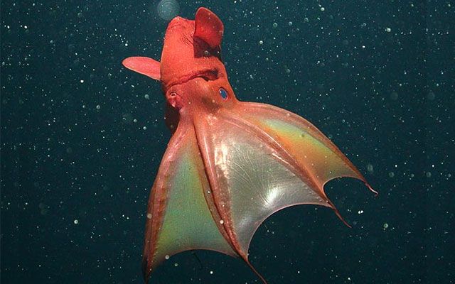 10 der seltsamsten Meeresweichtiere