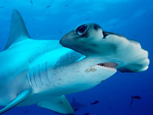 Topp 10 skummel haier