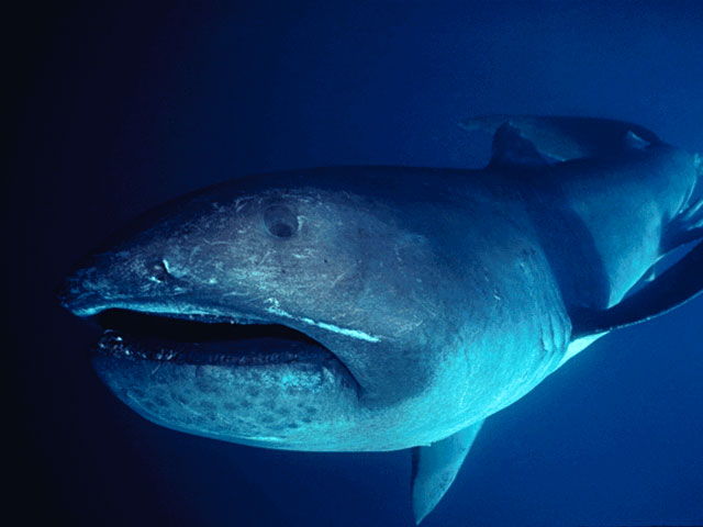 Top 10 rechini înfricoșători