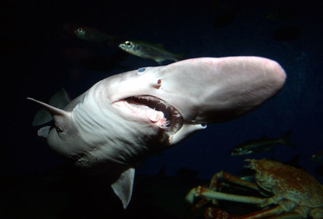 Top 10 tubarões assustadores