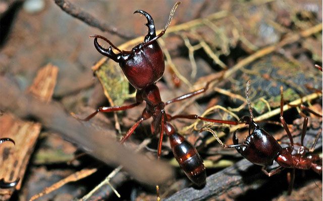 10 insetos mortais do planeta