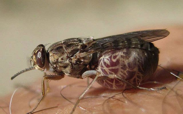 10 insetos mortais do planeta