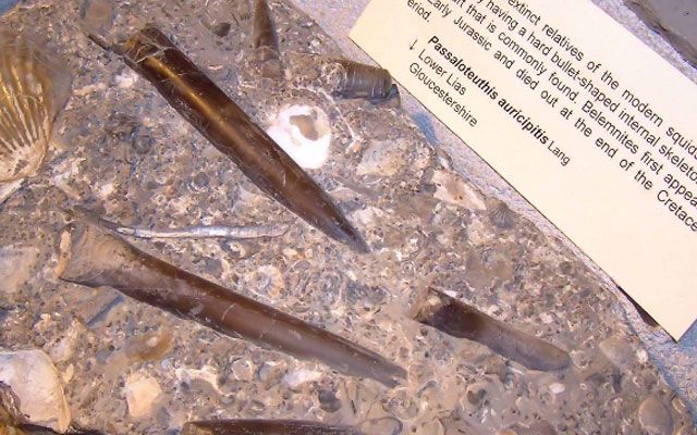 10 mystiske fossiler