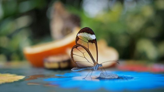 10 erstaunliche transparente Tiere