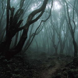 10 загадочных лесов c привидениями
