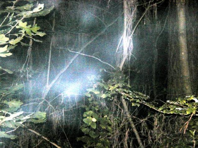 10 mystiske skoger med spøkelser
