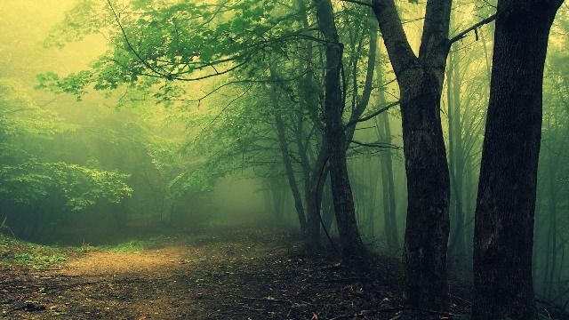 10 geheimnisvolle Wälder mit Geistern