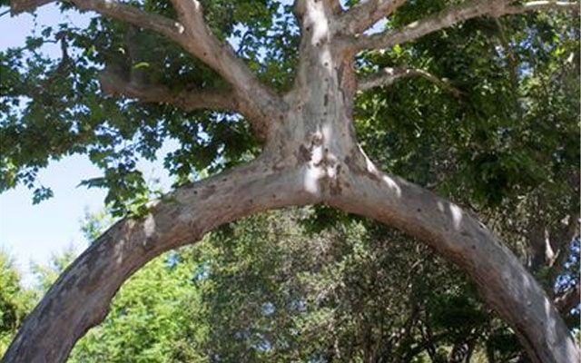11 árvores sagradas e cultuais