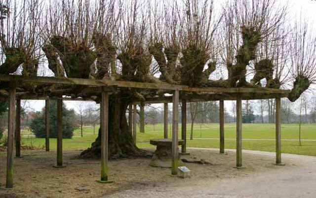 11 hellige og kultiske trær