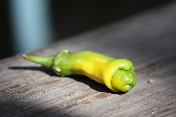 14 legume ciudate care nu merită atenția fermierilor