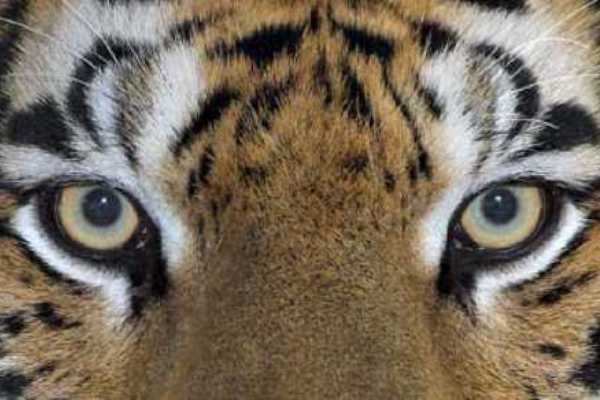 50 uvanlige fakta om tigre