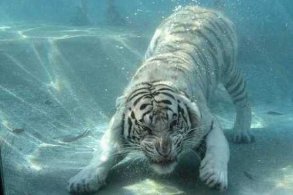 50 niezwykłych faktów na temat tygrysów