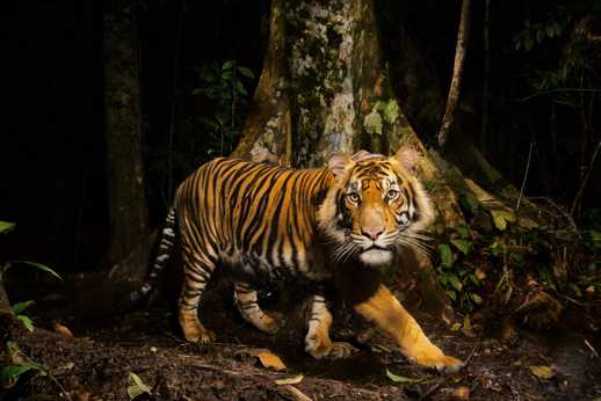 50 ungewöhnliche Fakten über Tiger