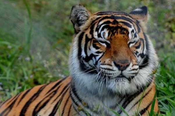 50 ungewöhnliche Fakten über Tiger