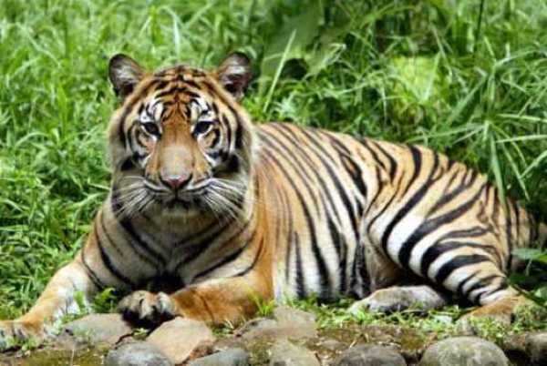 50 niezwykłych faktów na temat tygrysów