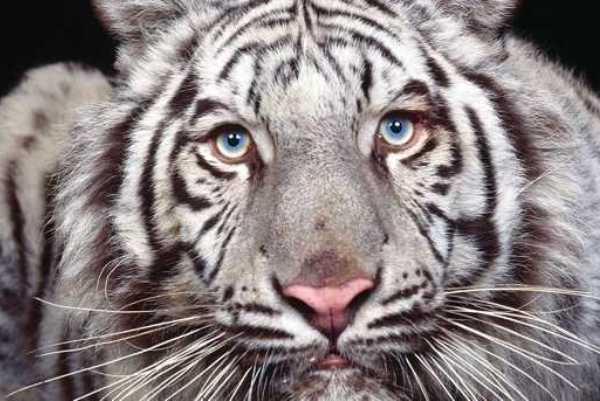 50 uvanlige fakta om tigre
