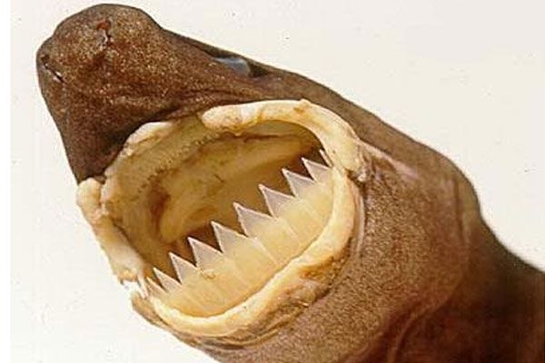 De 7 mest forferdelige og underlige munnene i dyreriket