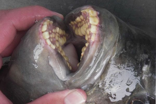 De 7 mest forferdelige og underlige munnene i dyreriket