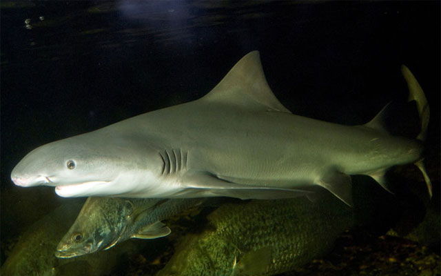 Haier med ferskvannskropper: er det verdt det å være redd?
